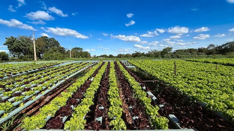 Agricultura Familiar em Crescimento: Merenda Escolar em MS Atinge Novos Marcos