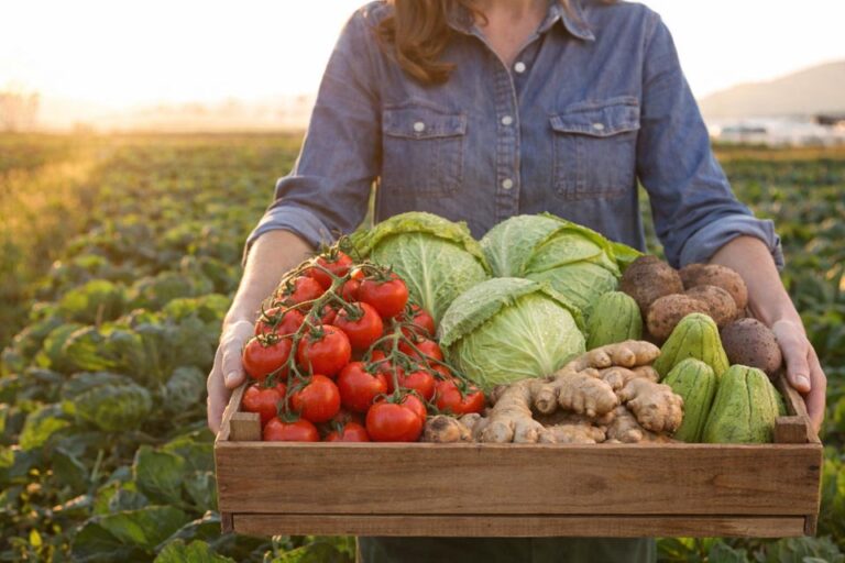 As Estrelas da Olericultura do Espírito Santo: Tomate, Gengibre e Mais