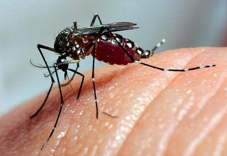 Brasil pode ter até 1,8 milhão de casos de dengue em 2026; São Paulo concentra 54%