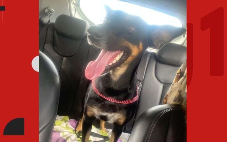 Cadela Mel é Morta a Tiros Próximo ao IFBA em Santo Antônio de Jesus