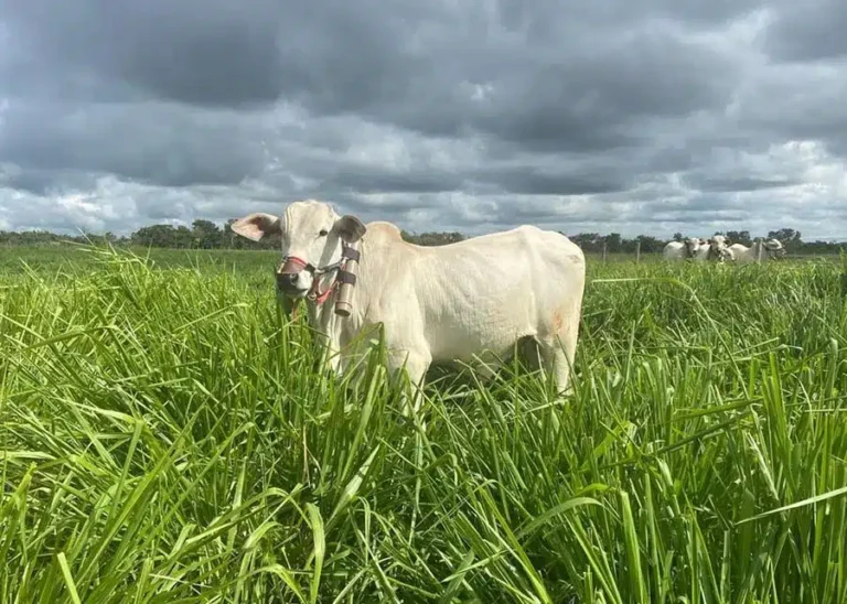 Consórcio em ILP Melhora Desempenho do Gado e Diminui Emissões de Metano