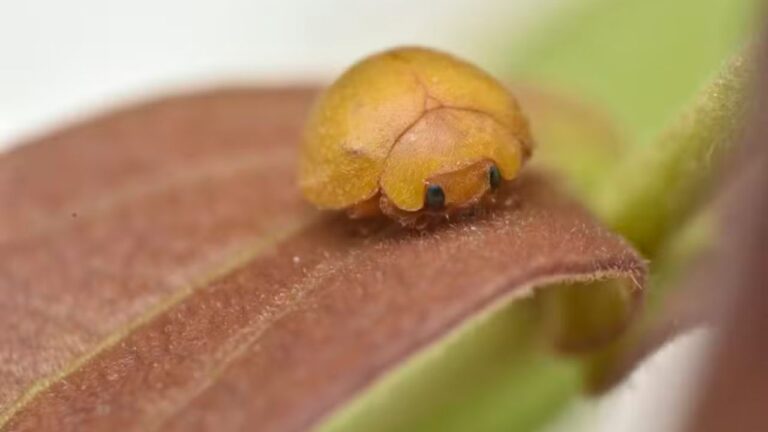 Descoberta de Nova Joaninha na Bahia Encanta Cientistas e Amantes da Natureza
