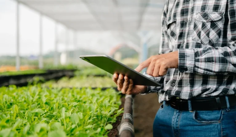 Recuperação Judicial no Agronegócio: Desafios e Oportunidades para Produtores e Cooperativas