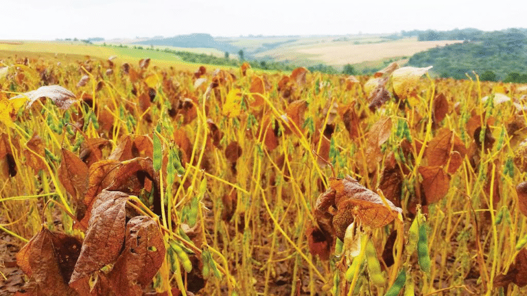Bahia Identifica Primeiro Foco de Ferrugem Asiática na Safra 2025/26