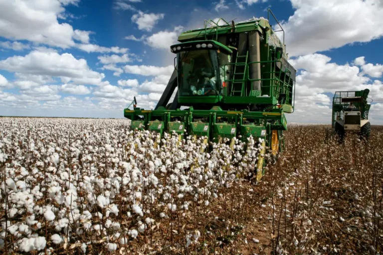 Calendário da Safra 2026/2027 de Algodão Mantido pelo CTR: O Que Esperar? Calendário da Safra 2026/2027 de Algodão Mantido pelo CTR: O Que Esperar?