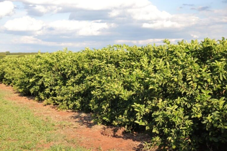 Citricultura em Mato Grosso do Sul: Uma Revolução de R$ 2,4 Bilhões