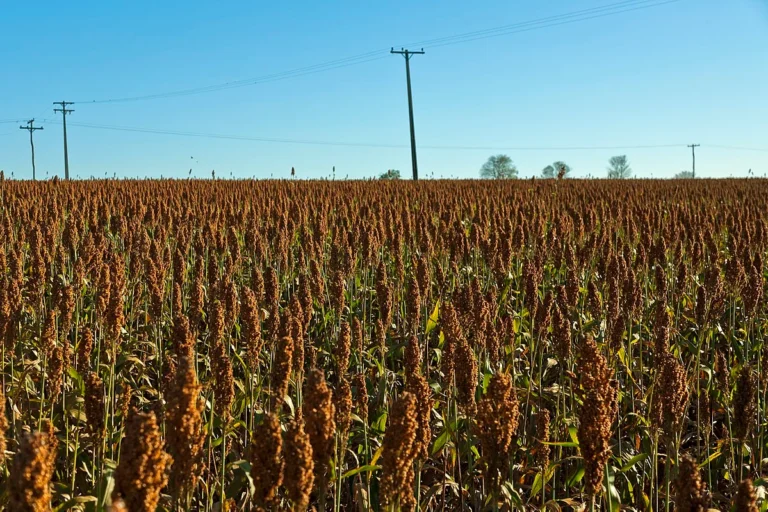 Crescimento do Cultivo de Sorgo Acompanha Expansão das Usinas de Etanol de Milho
