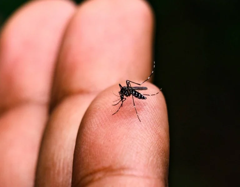 Dengue e Chikungunya: Bahia Registra Queda Significativa em 2025