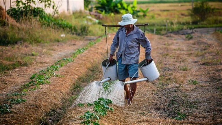 Desempenho do Agronegócio Revela Desafios Ocultos para o Produtor Rural