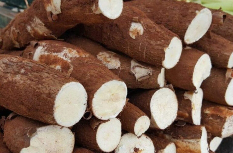 Estimativa de Aumento na Produção de Mandioca Pressiona Rentabilidade em 2025