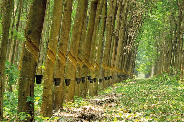 Excesso de Borracha Desafia os Produtores na Safra 2025-2026