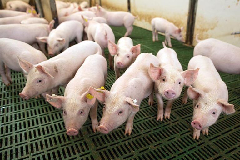 Impactos do Acordo Mercosul-União Europeia na Suinocultura Brasileira