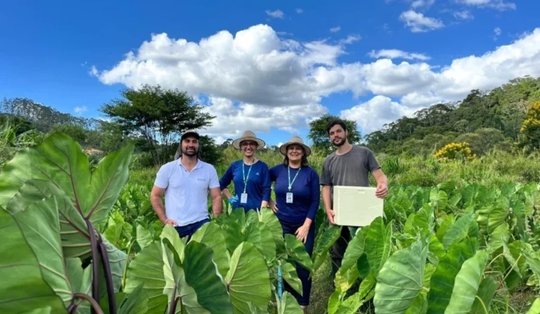 Incaper Desenvolve Novas Variedades de Inhame para o Espírito Santo