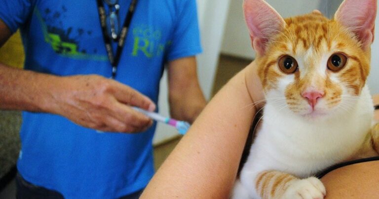 Lula Lança Julho Dourado para Proteger a Saúde Animal e Combater Zoonoses