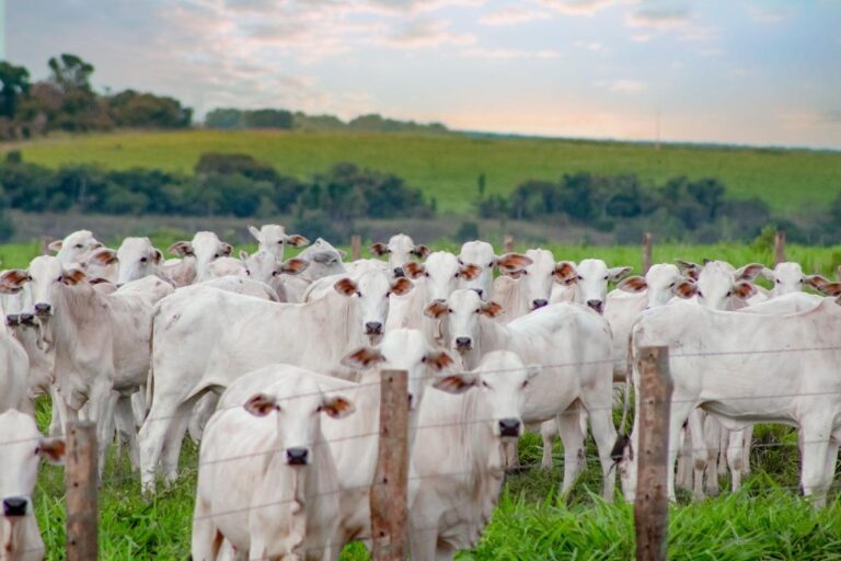 Mato Grosso Tem Menor Rebanho Bovino Desde 2021, Mas Continua Líder Nacional