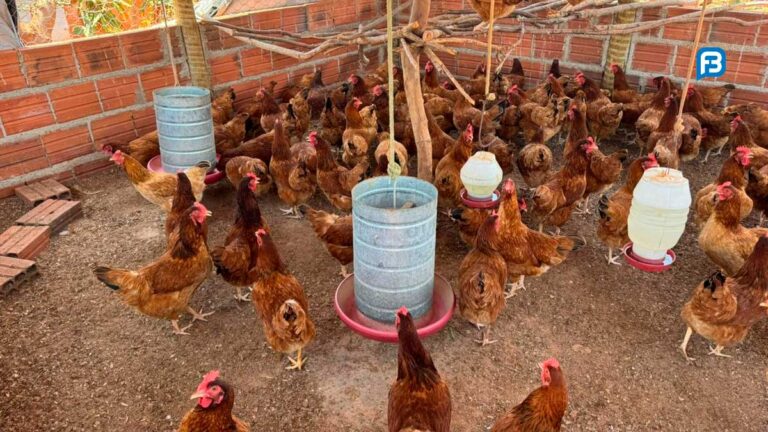 Parceria no Campo da Bahia Gera Oportunidades para Agricultura Familiar