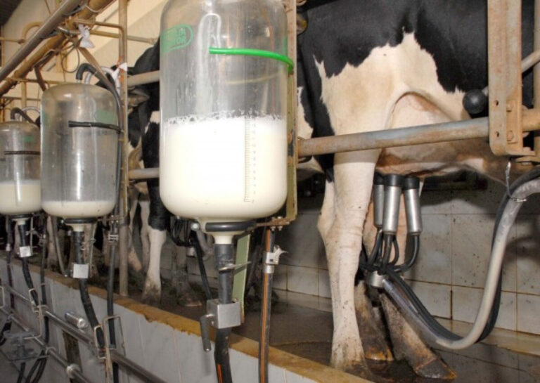 Pecuária Leiteira: Desafios e Oportunidades até 2026