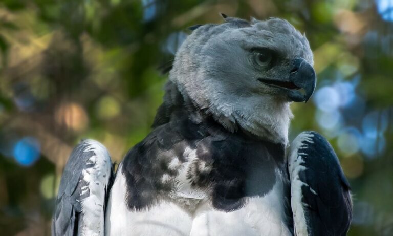 Reaparecimento da Harpia no Brasil: Um Sinal de Esperança para a Conservação Ambiental