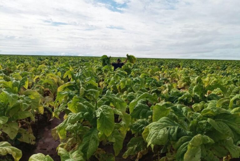 Tese Inédita Revela Avanços na Nutrição do Tabaco Irrigado na Bahia