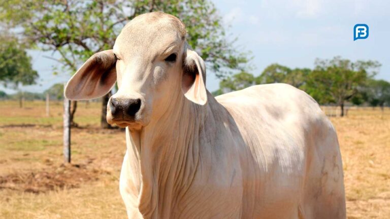 Verão Impulsiona a Produtividade Agropecuária na Bahia: Estratégias e Inovações