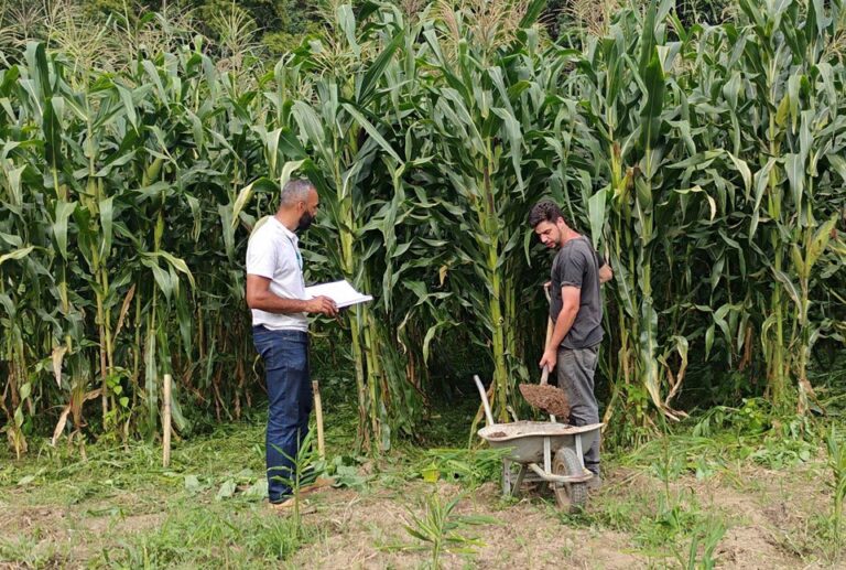 Bagaço de Cerveja: Uma Solução Sustentável e Econômica para Agricultura