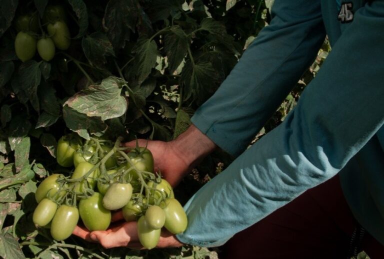 Bahia se Destaca como Líder na Produção de Tomate no Nordeste com Safra de 183 mil Toneladas em 2025