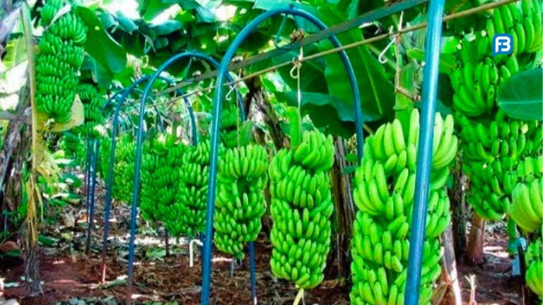 Banana de Bom Jesus da Lapa Ganha Selo IG: Um Reconhecimento que Eleva o Agronegócio Baiano Banana de Bom Jesus da Lapa Ganha Selo IG: Um Reconhecimento que Eleva o Agronegócio Baiano