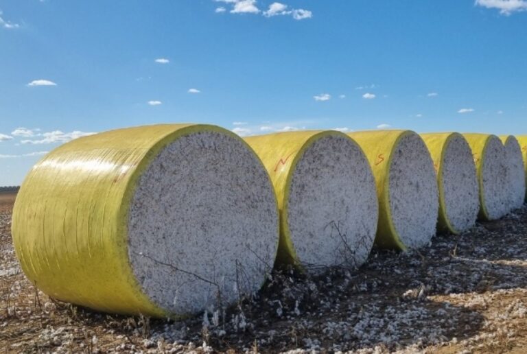 Brasil Avança Rumo a Safra Recorde de Algodão e Consolida sua Posição no Mercado Global