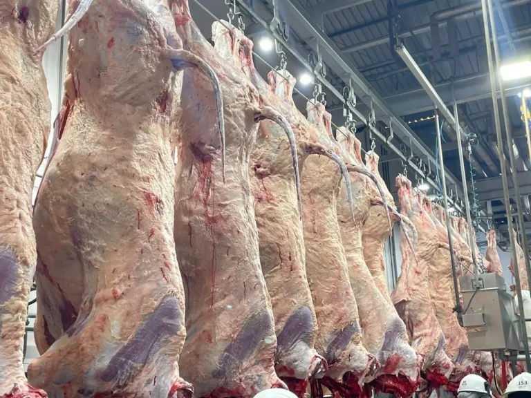 Carne Angus realiza abate na Bahia pela primeira vez: uma nova era no agronegócio
