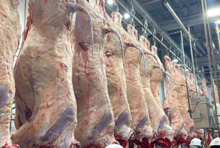 Carne Angus Realiza Primeiro Abate na Bahia e Expande Presença Nacional
