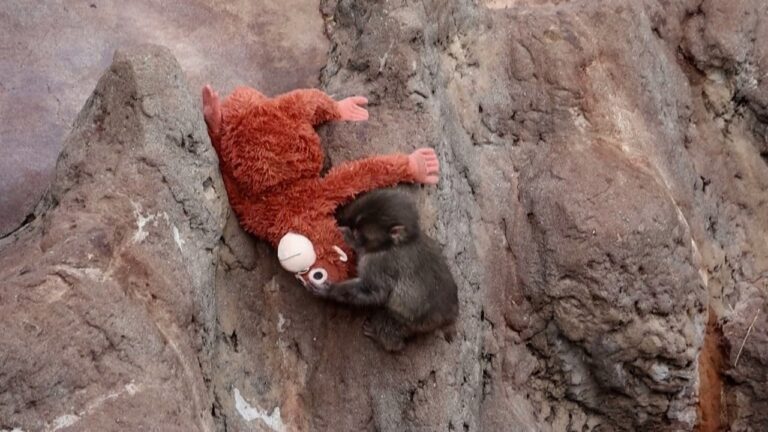 Desafio Visual: Encontre o Macaco Punch e Teste sua Atenção! Desafio Visual: Encontre o Macaco Punch e Teste sua Atenção!