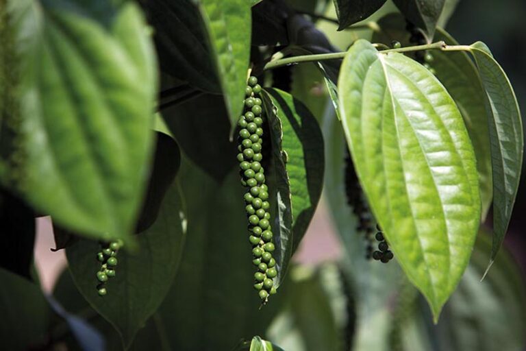 Desafios e Oportunidades: O Futuro da Pimenta-do-Reino no Espírito Santo