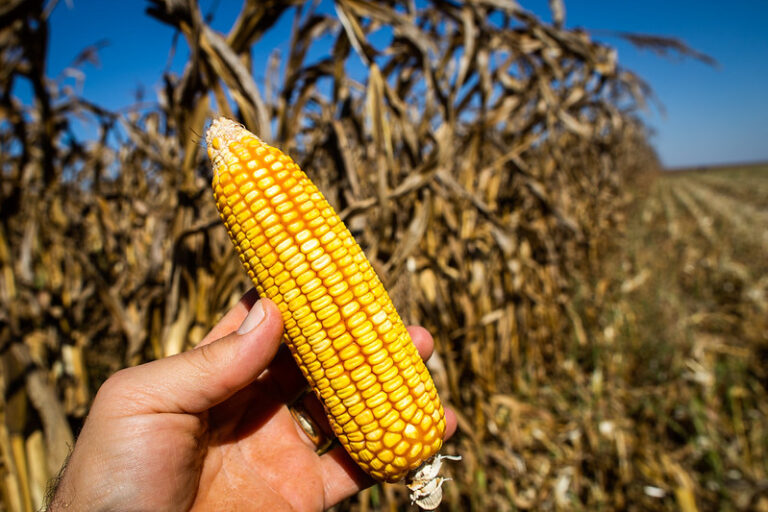 Etanol de Milho: A Nova Aposta do Agronegócio Brasileiro em Crescimento