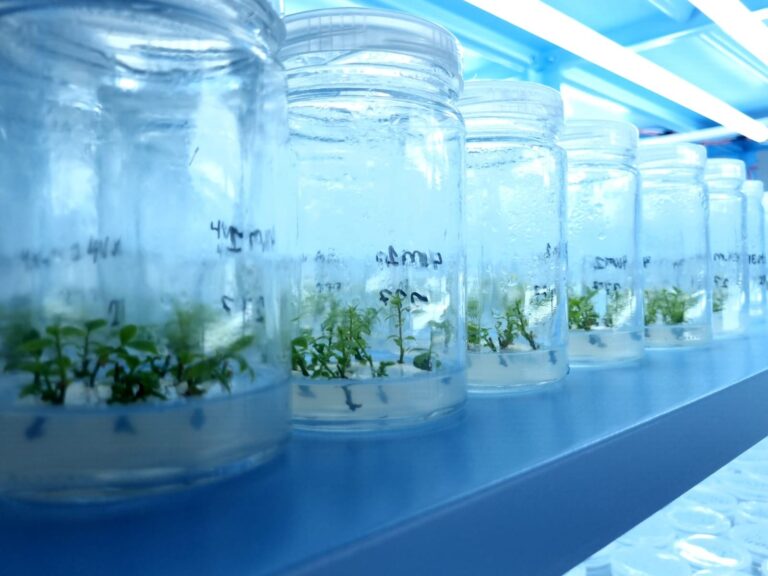 Frutas Vermelhas na Chapada Diamantina: O Crescimento de um Mercado Premium