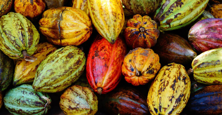 Governo Suspende Temporariamente Importação de Cacau da Costa do Marfim Governo Suspende Temporariamente Importação de Cacau da Costa do Marfim