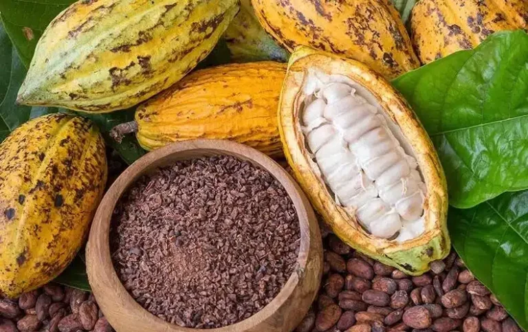 Instituto Federal do Espírito Santo Realiza 1º Encontro de Cacauicultura em Março Instituto Federal do Espírito Santo Realiza 1º Encontro de Cacauicultura em Março