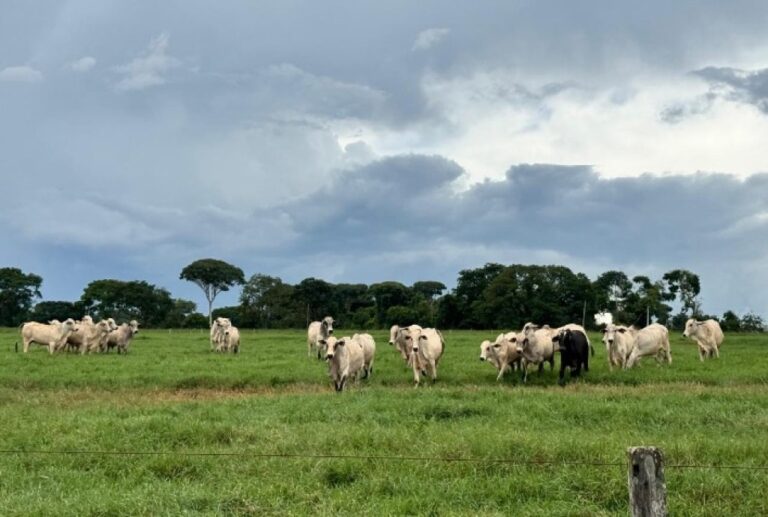 Manejo Eficiente de Pasto: A Estratégia para Produzir a Arroba Mais Barata de 2026