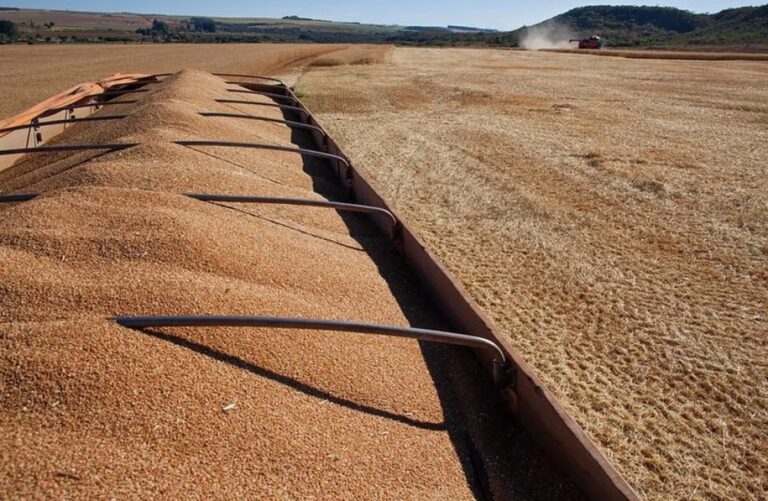 Perspectivas do Mercado de Trigo em 2026: Desafios e Oportunidades Perspectivas do Mercado de Trigo em 2026: Desafios e Oportunidades