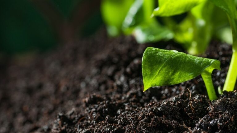 Saúde do Solo: Fundamental para a Sustentabilidade Agrícola