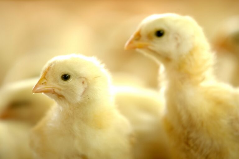 Bahia Alojada de 152 Milhões de Pintinhos em 2025: A Liderança na Avicultura do Nordeste