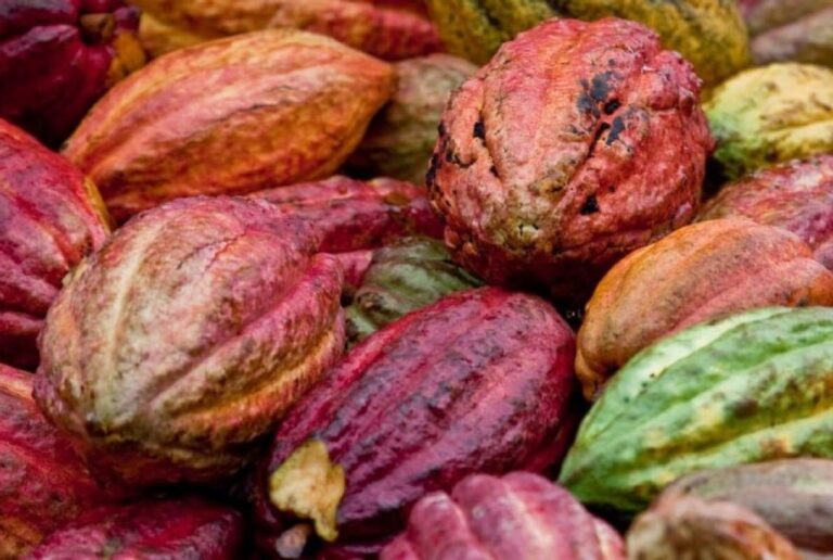 Bahia Investe em Cacau Sustentável e Vislumbra Crescimento da Produção até 2026