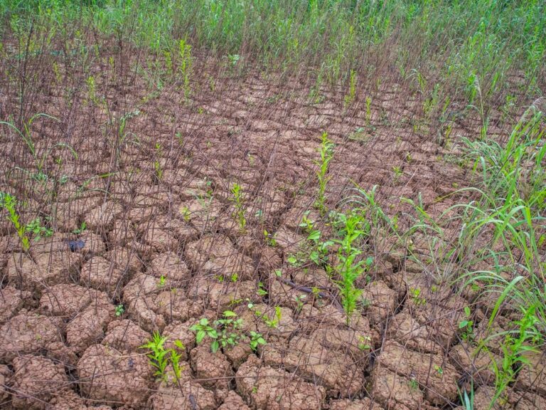 Bahia Registra Emergência em 5 Municípios Devido à Estiagem Crítica