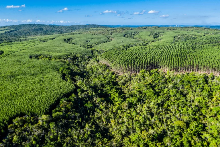 BNDES Libera R$ 200 Milhões para Expandir Produção de Celulose na Bahia