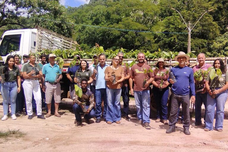 Cacau em Conceição do Castelo: 3 Mil Mudas Entregues a Produtores Locais Cacau em Conceição do Castelo: 3 Mil Mudas Entregues a Produtores Locais