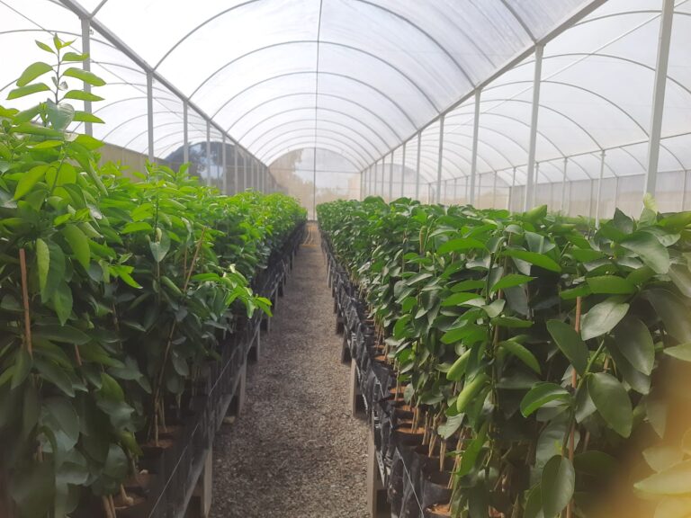 Caravana Fitossanitária Fortalece a Citricultura no Litoral Norte e Agreste Baiano