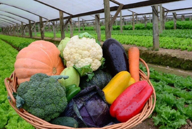 Congresso Avança em Discussões sobre Agricultura Orgânica no Brasil