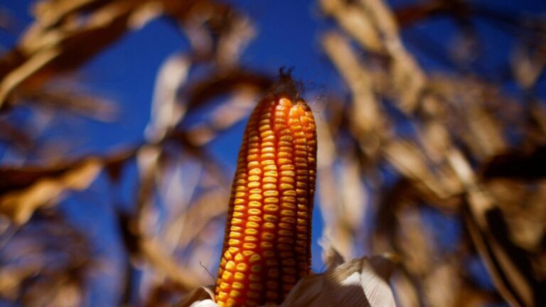 Dia do Cuscuz: Agricultura Familiar Impulsiona Economia na Bahia