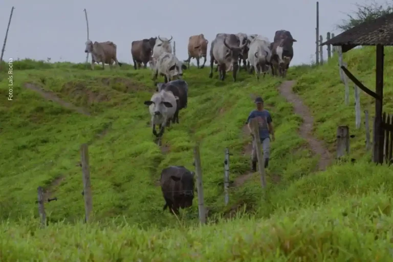 Estreia da Série "Ruralidades" na Bahia: Uma Visão Profunda sobre Agricultura Familiar e Vida no Cam