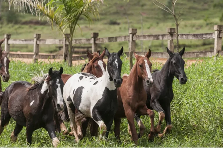 EXPOGUAPE 2026: Evento Promete Mais de R$ 10 Milhões em Negócios para o Agronegócio em Maranguape