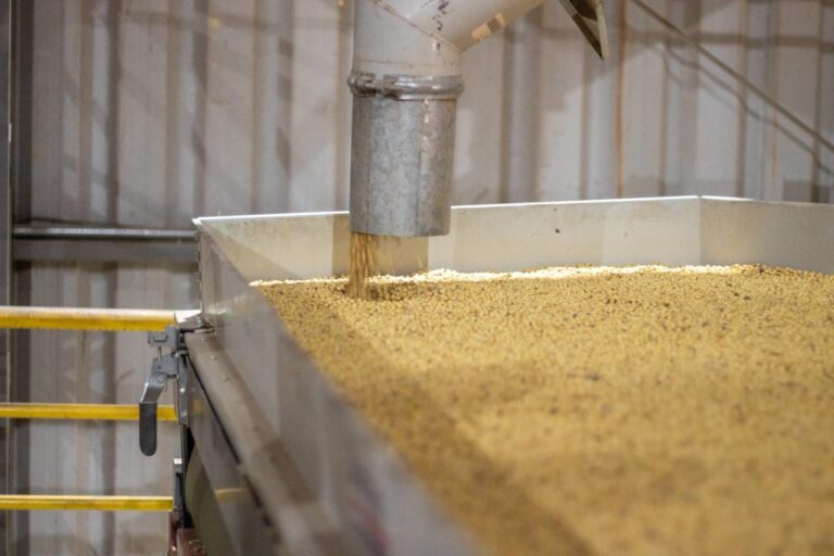 Fazenda Ipê: Piauí se Destaca com Produção de 300 Milhões de Toneladas de Soja e Milho Fazenda Ipê: Piauí se Destaca com Produção de 300 Milhões de Toneladas de Soja e Milho